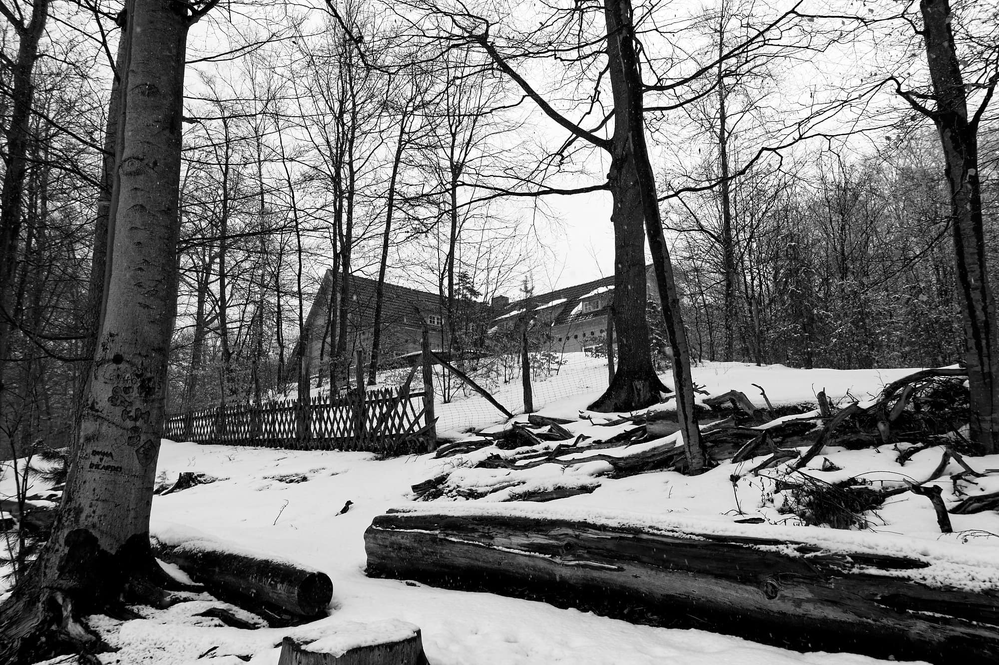 DSC00861_DxO_W32 Blick durch den Wald